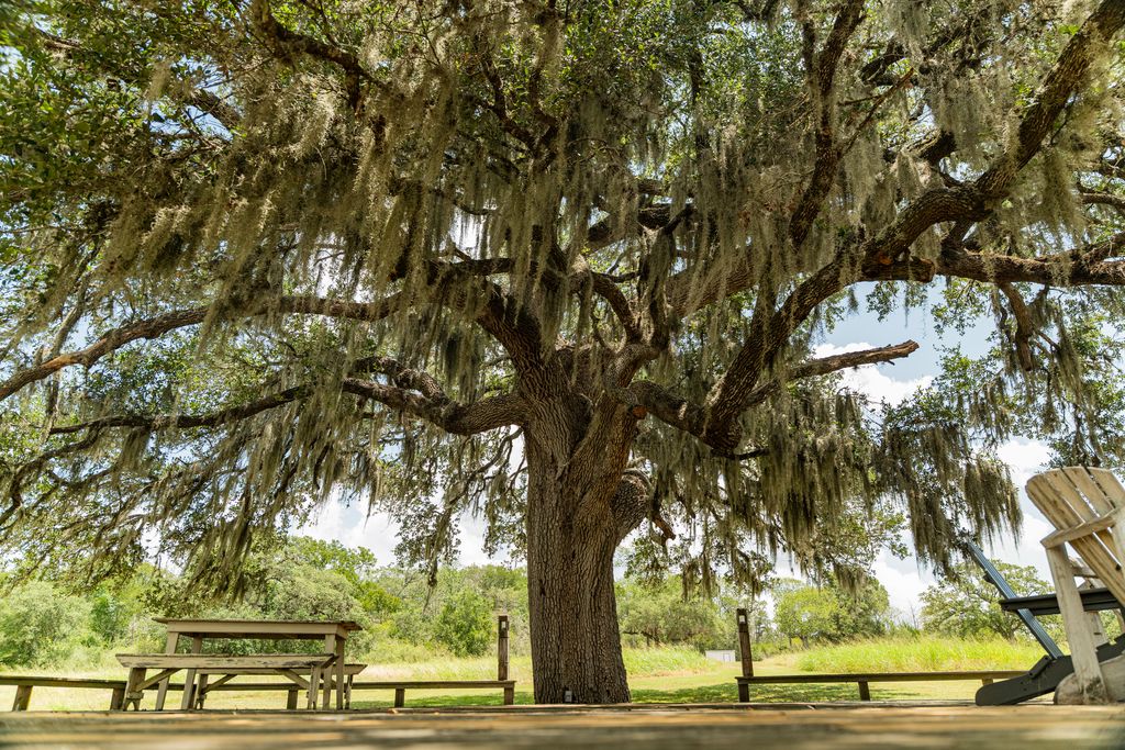 Healthy mature Texas oak tree